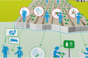 Plakat zeigt ein Feld mit Hinweisen zur Hygienevorschriften von Feldarbeitern z.B: Nicht mit offenen Wunden auf dem Feld arbeiten